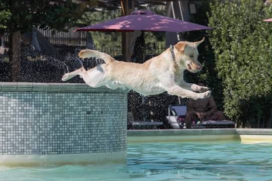 A Roma il primo centro di tuffi per cani d’Europa: la struttura cinofila specializzata nelle discipline acquatiche