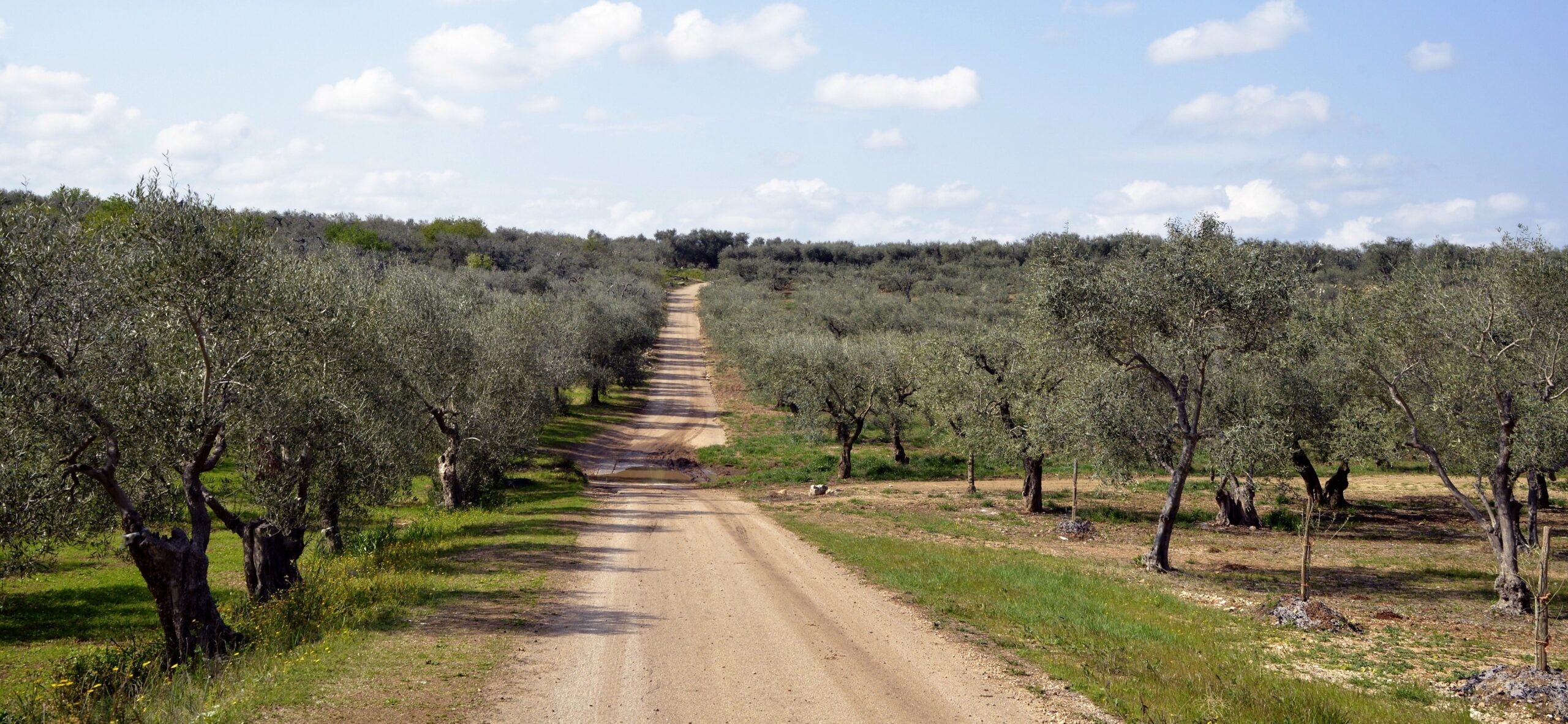 agricoltura,-bando-da-16-milioni-per-l’olio-italiano-agli-indigenti:-coldiretti-e-unaprol-chiedono-controlli-rigorosi-sulla-filiera